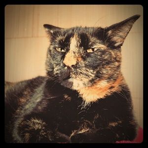 Meet your Posher, Angie